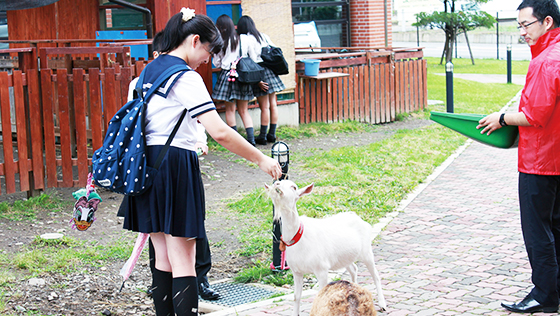 ヤギやウサギとも触れ合えます